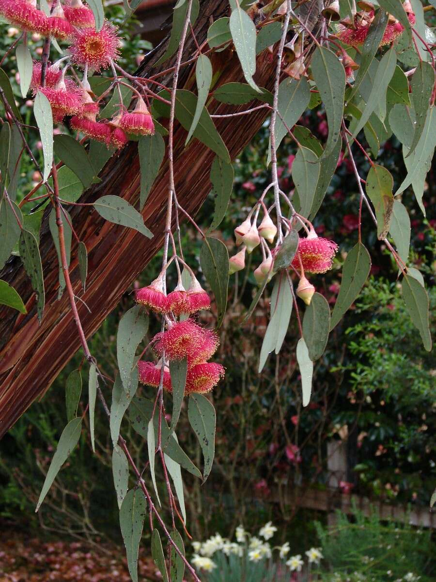 Слика од Eucalyptus caesia Benth.