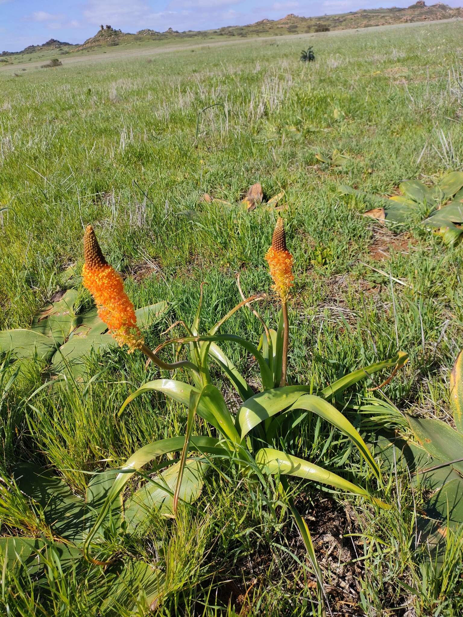 Image of Bulbinella latifolia Kunth