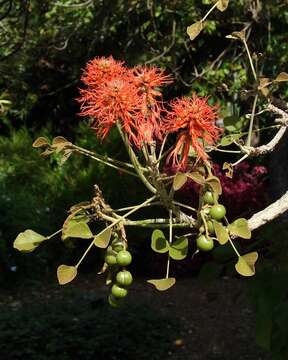 Imagem de Erythrina abyssinica DC.