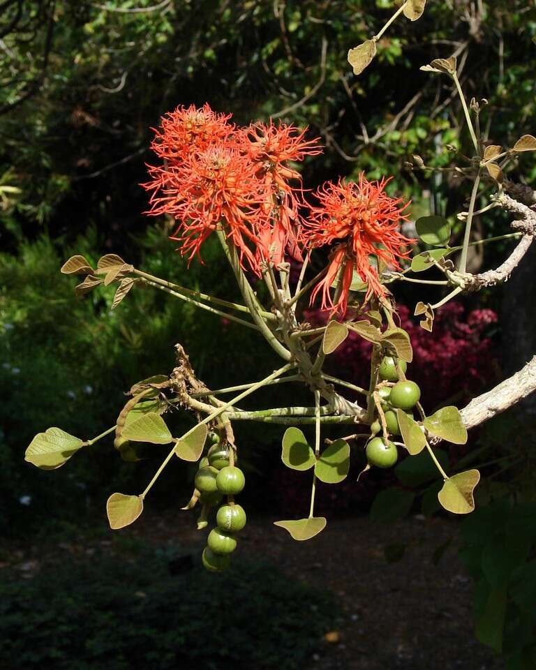 Image of erythrina