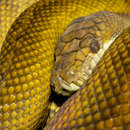 Image of Moluccan Python