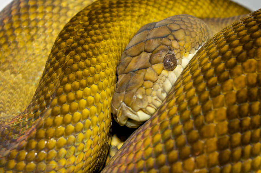Image of Moluccan Python