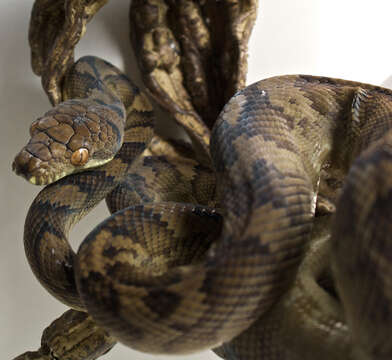 Image of Halmahera python