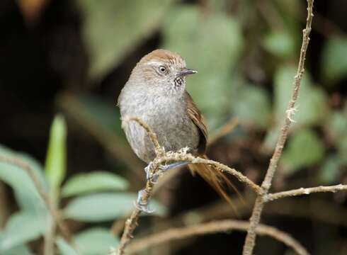 Image of Puna Thistletail