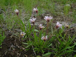 Image of Erigeron silenifolius (Turcz. ex DC.) Botsch.