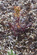 Image of Pedicularis amoena Adams ex Steven