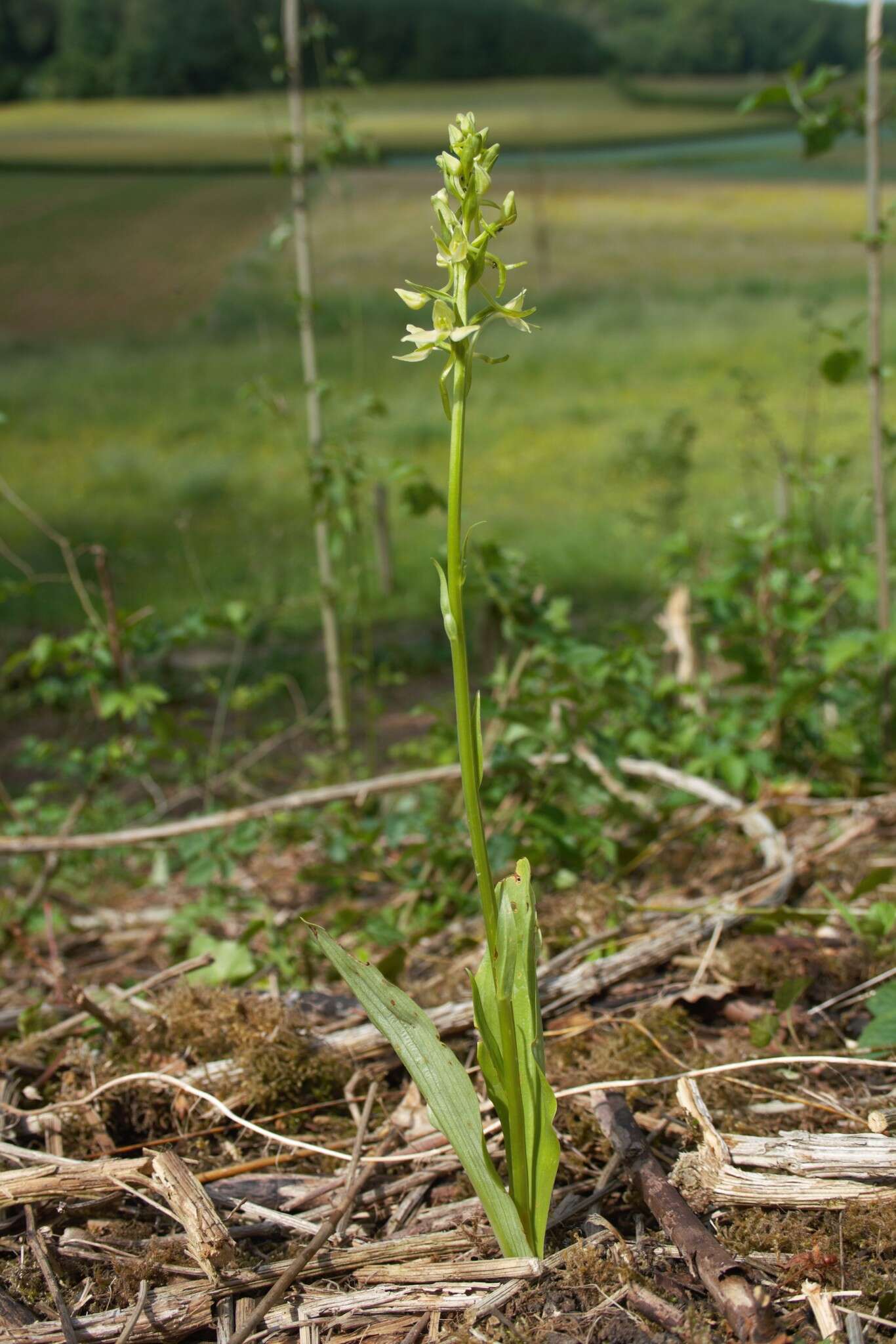 Image of Platanthera hybrida Brügger