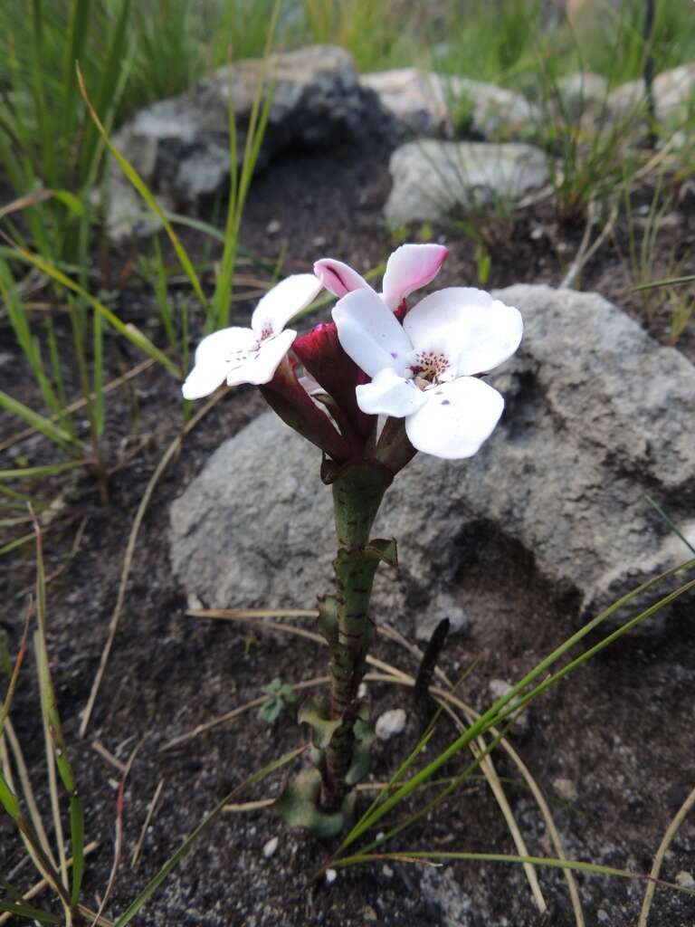 Image of Disa fasciata Lindl.