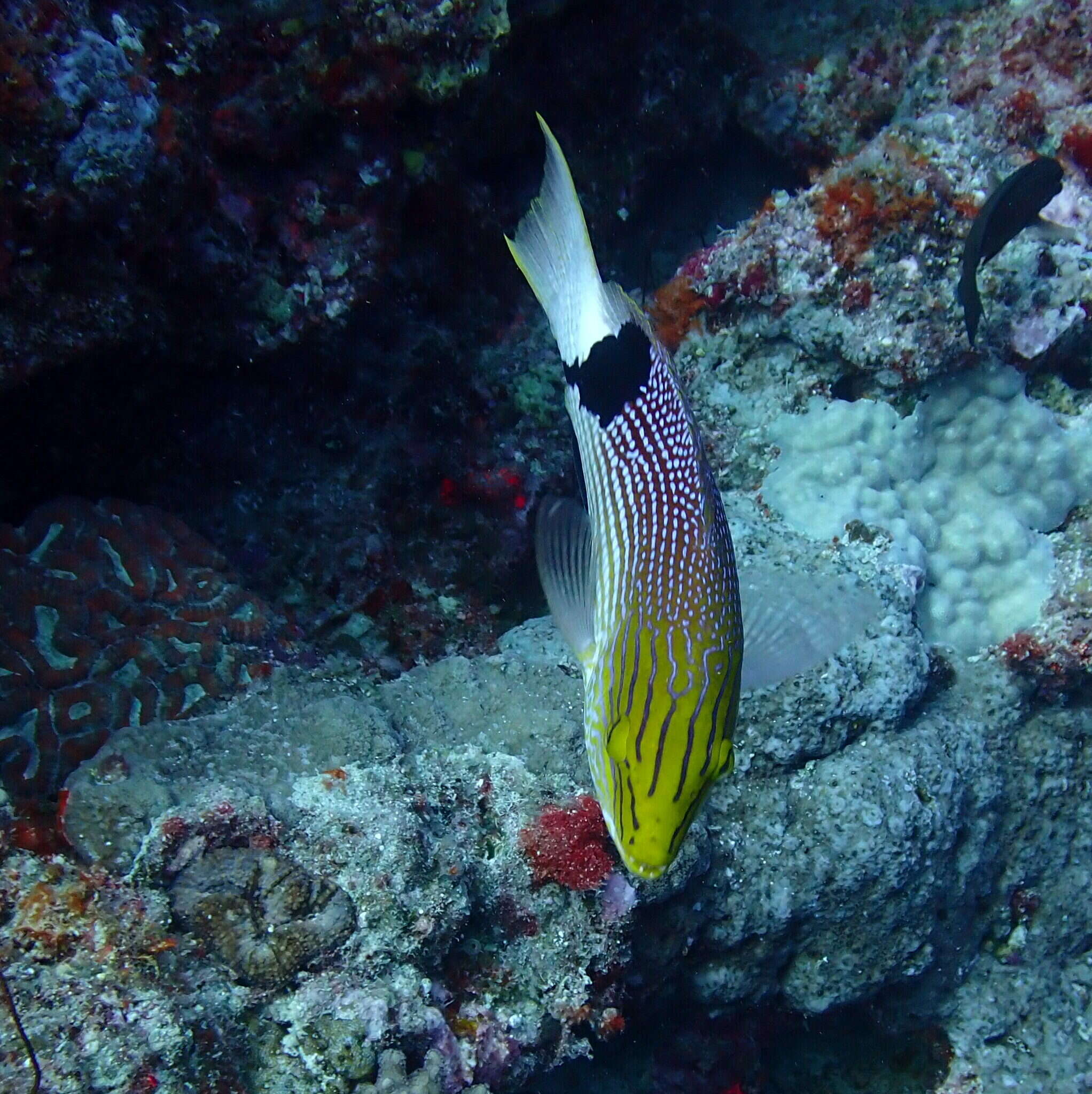 Bodianus loxozonus (Snyder 1908) resmi