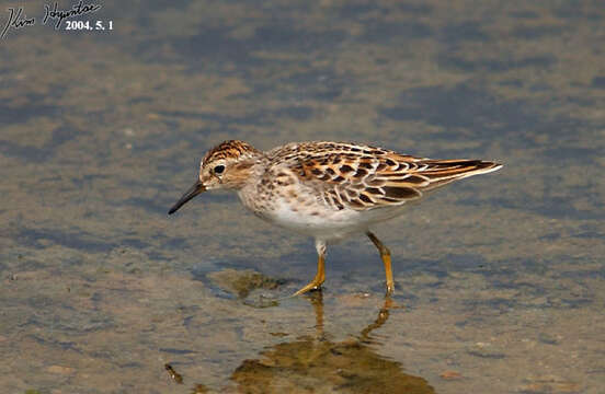 Image of Long-toed Stint