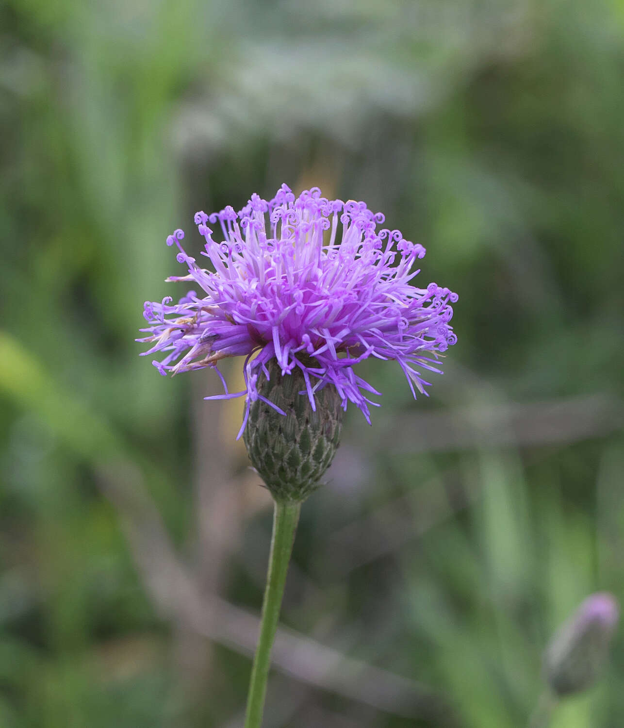 Слика од Serratula coronata subsp. insularis (Iljin) Kitam.