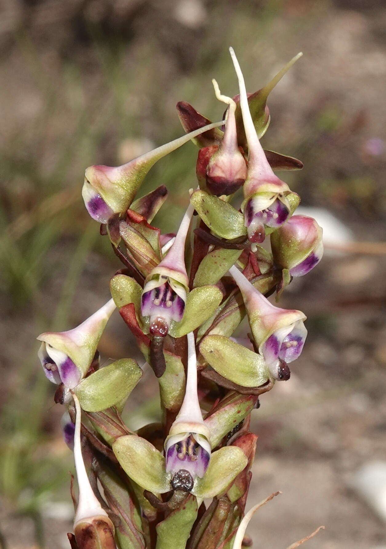 Imagem de Disa ovalifolia Sond.