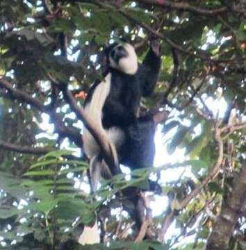 Image of Colobus guereza guereza Rüppell 1835