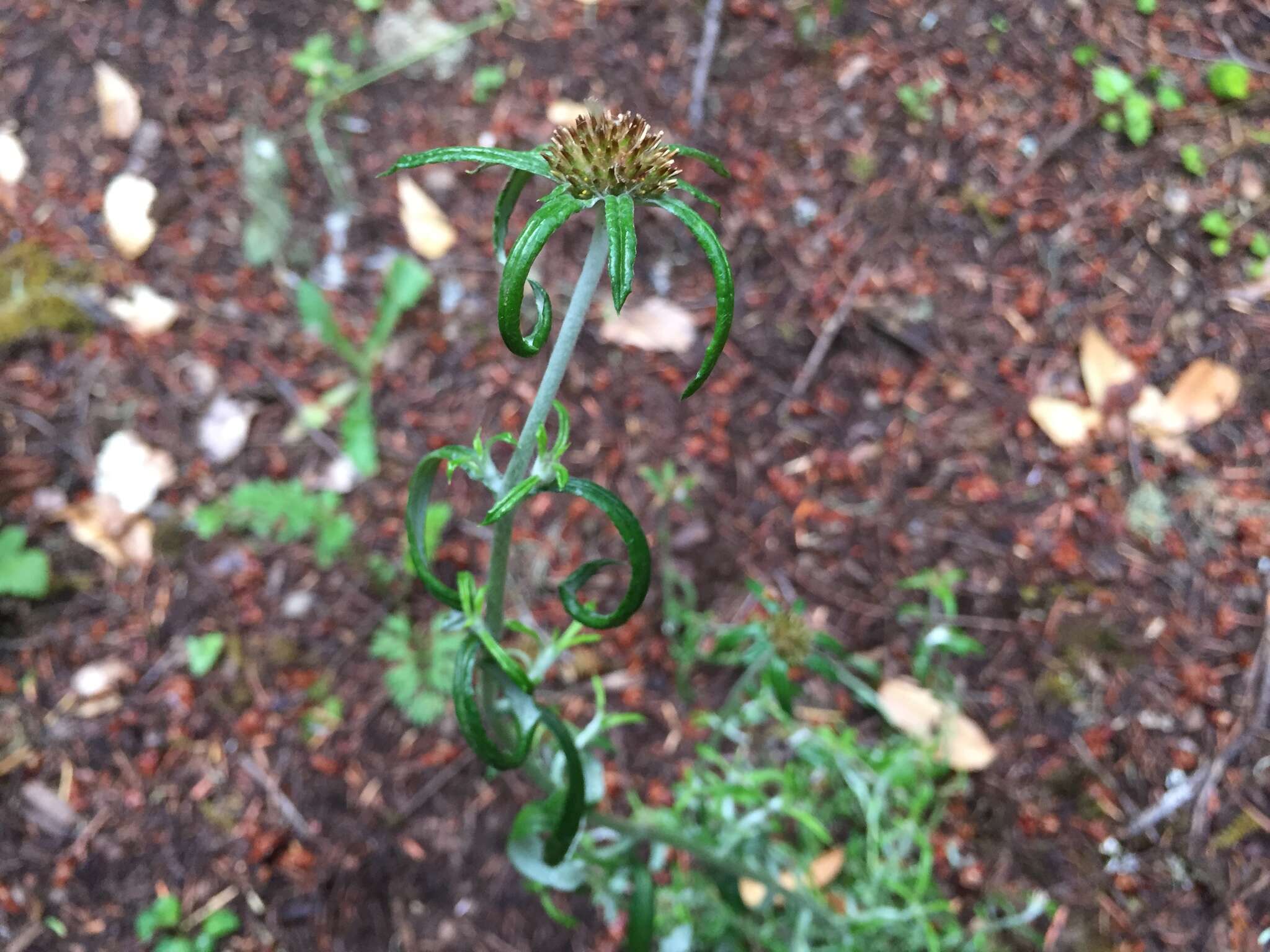 Image of tropical creeping cudweed