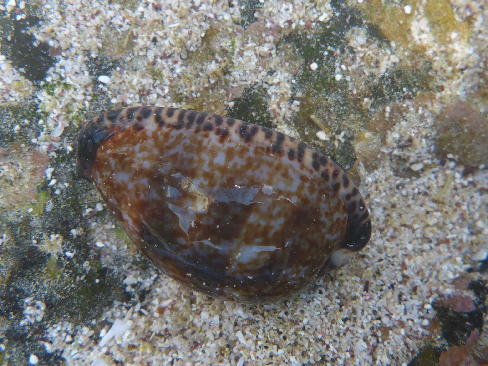 Image of Pseudozonaria nigropunctata (Gray 1828)