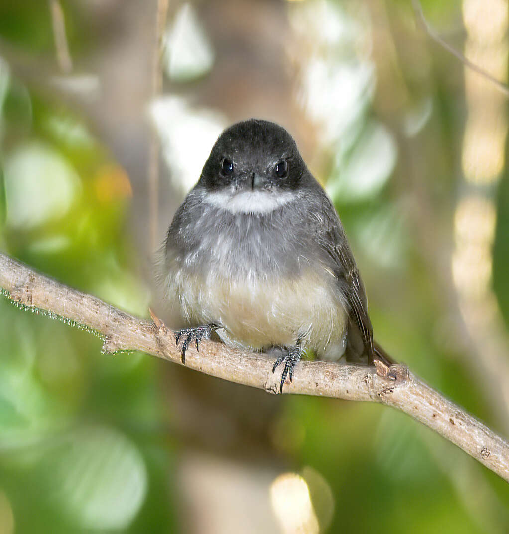 Image of Northern Fantail