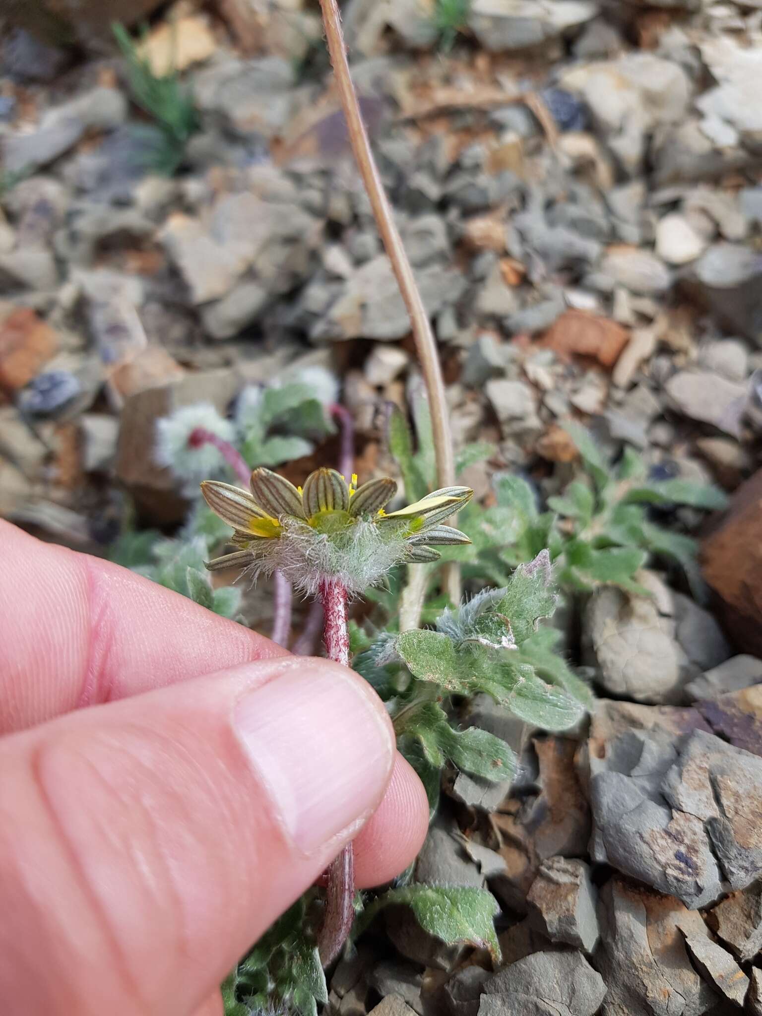 Image of Arctotis sulcocarpa Lewin