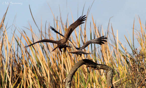 Image of African Marsh Harrier