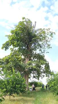 Image of Ficus nymphaeifolia Mill.