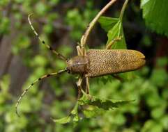 Image of Poplar Long-Horned Beetle