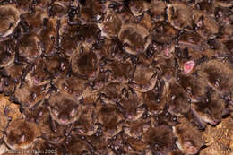 Image of Yuma Myotis