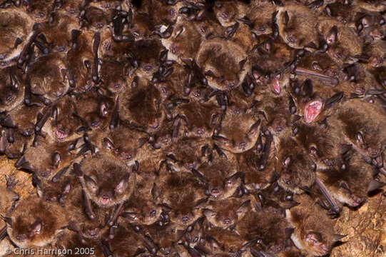 Image of Yuma Myotis