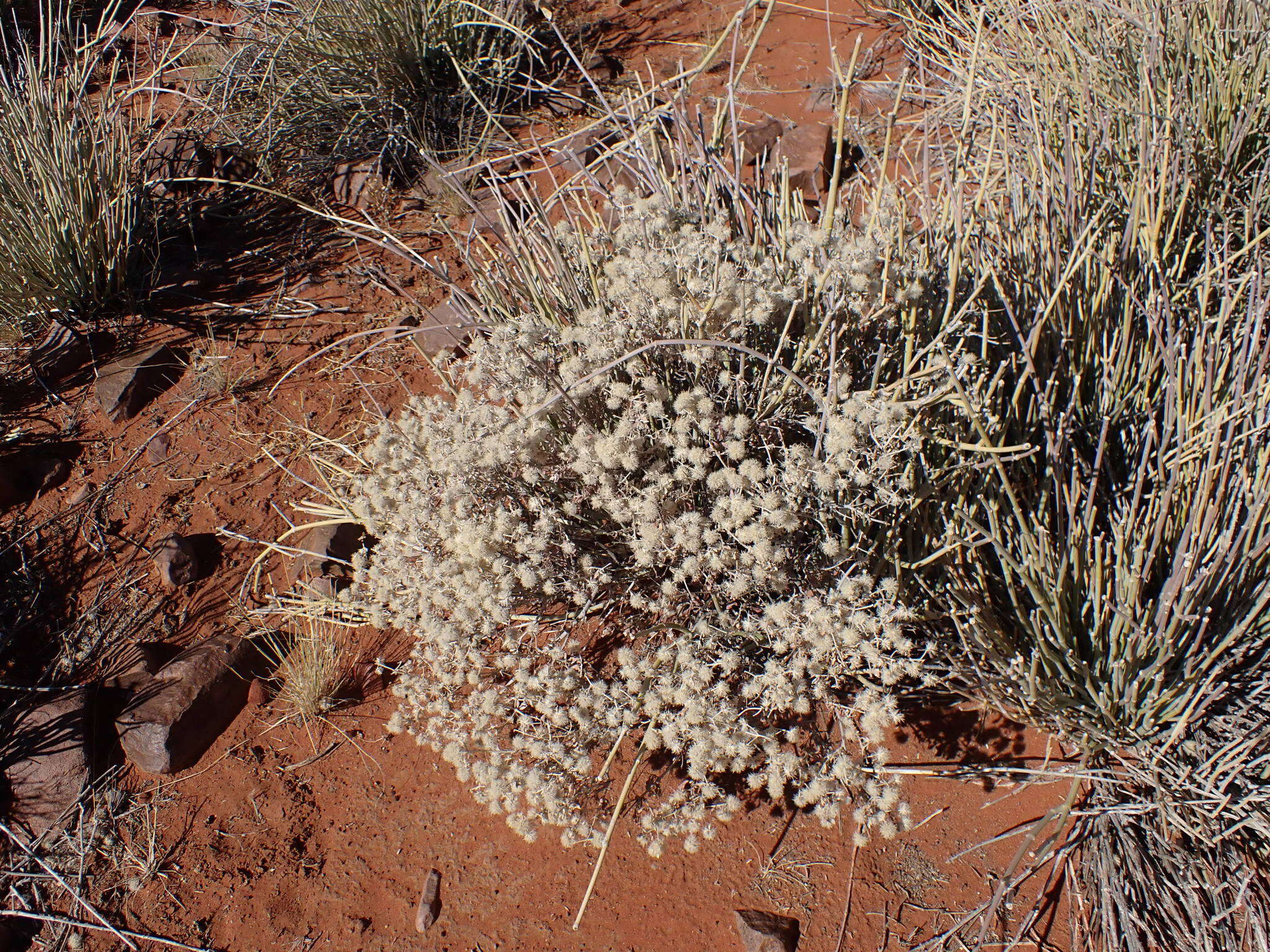 Image of Wool bush