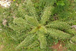 Image of cardoon