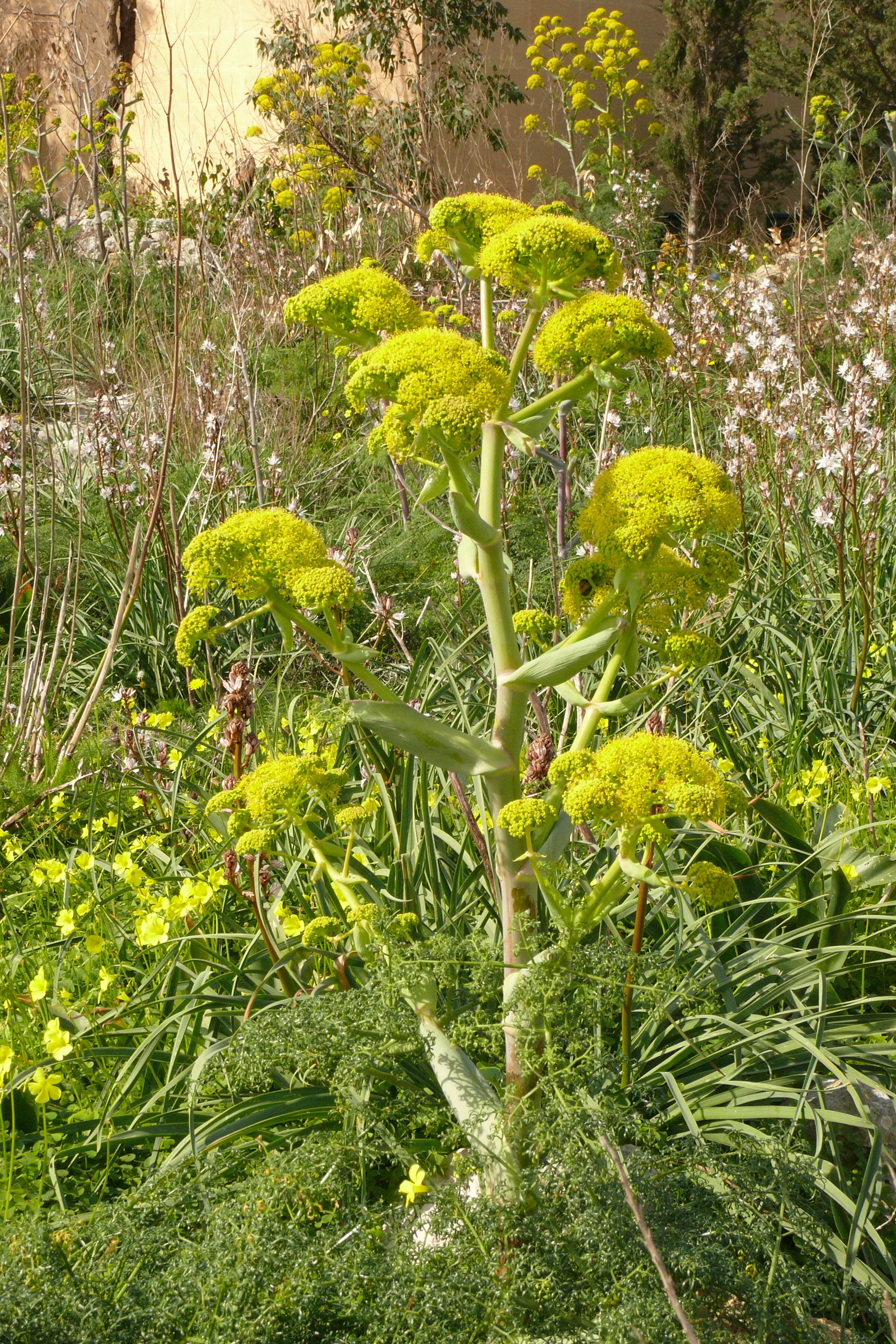 Image of Giant Fennel