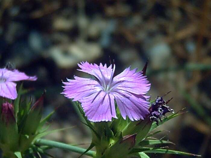 Image of carthusian pink