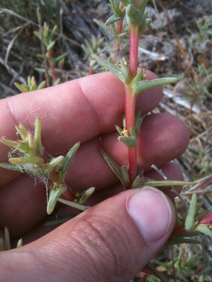 Imagem de Salsola soda L.