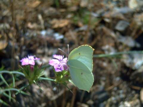 Image of carthusian pink