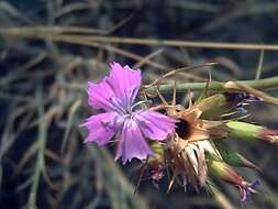 Image of carthusian pink