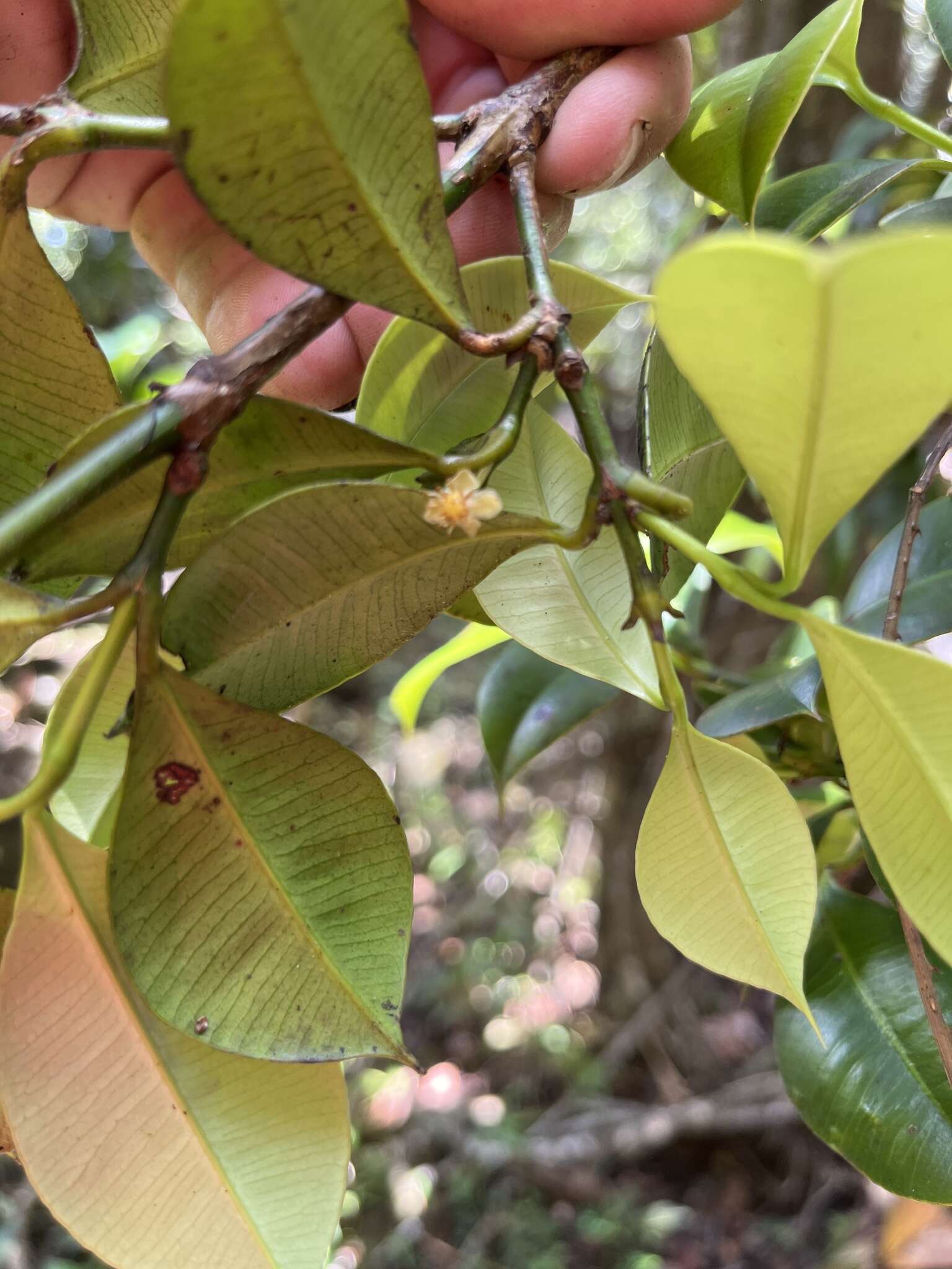 Image de Garcinia portoricensis (Urb.) Alain H. Liogier