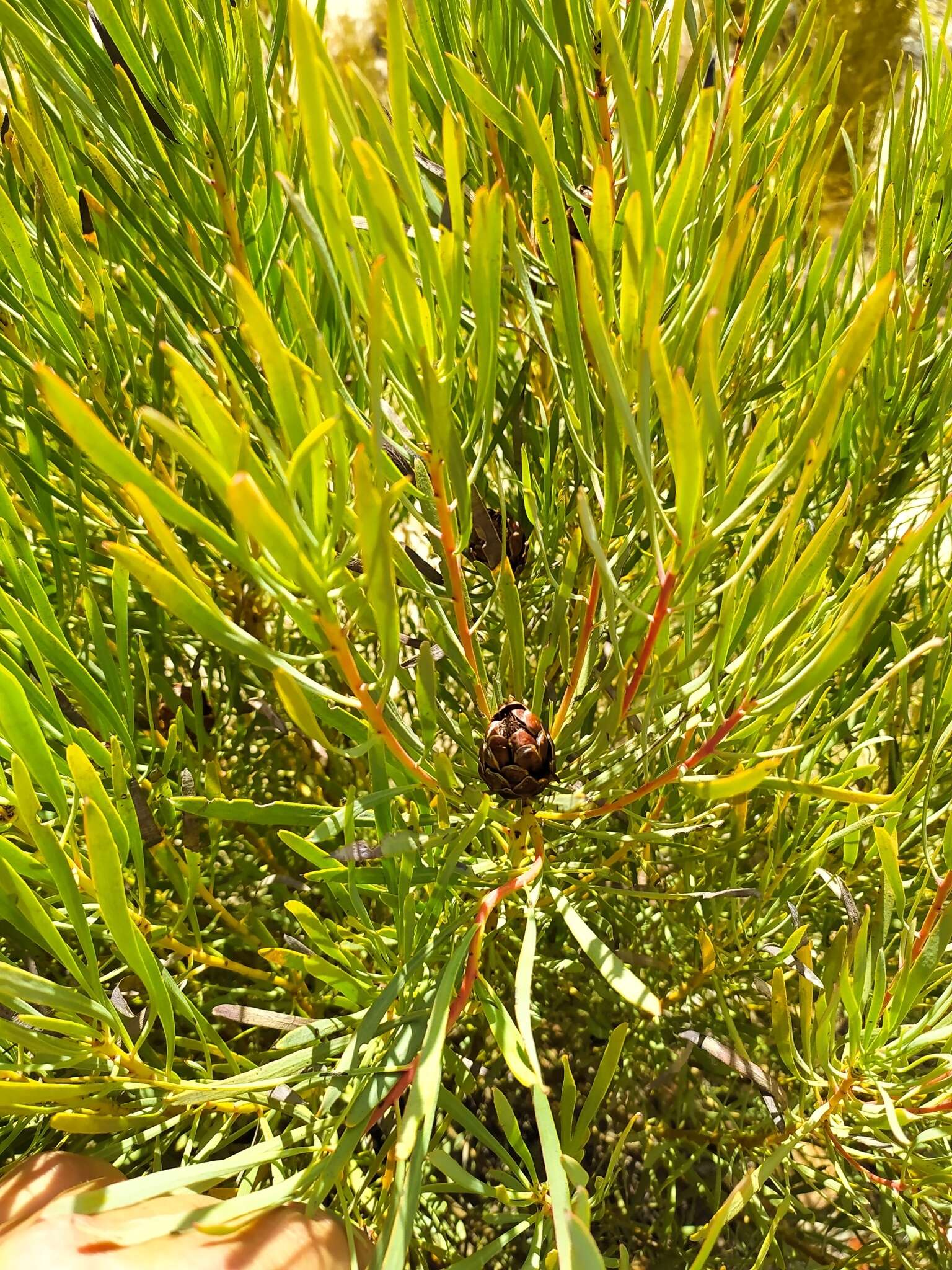 Plancia ëd Protea acuminata Sims