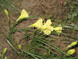 Image of Narcissus romieuxii Braun-Blanq. & Maire
