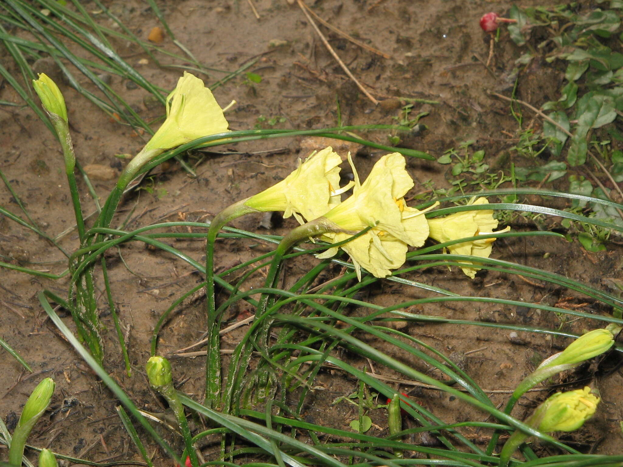 Image of Narcissus romieuxii Braun-Blanq. & Maire