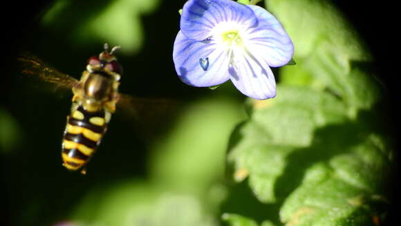 Image of Syrphus reedi Shannon 1927