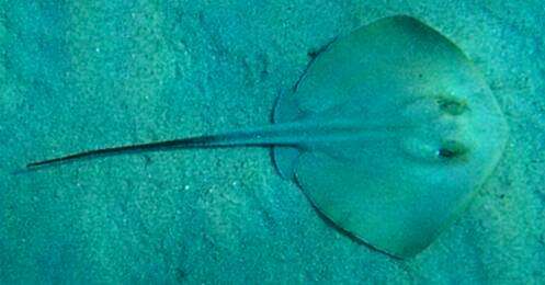 Image of Tortonese's stingray