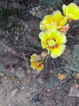 Image of Opuntia azurea var. parva