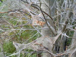 Imagem de Yponomeuta evonymella Linnaeus 1758