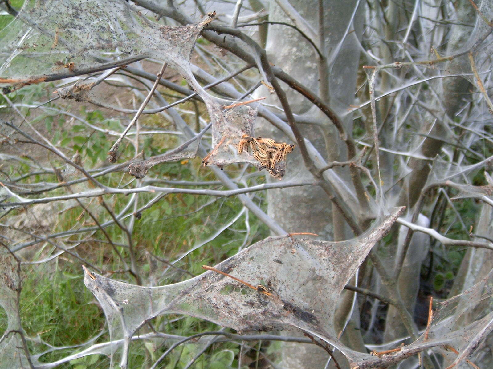 Imagem de Yponomeuta evonymella Linnaeus 1758