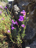 Image of bunchleaf penstemon