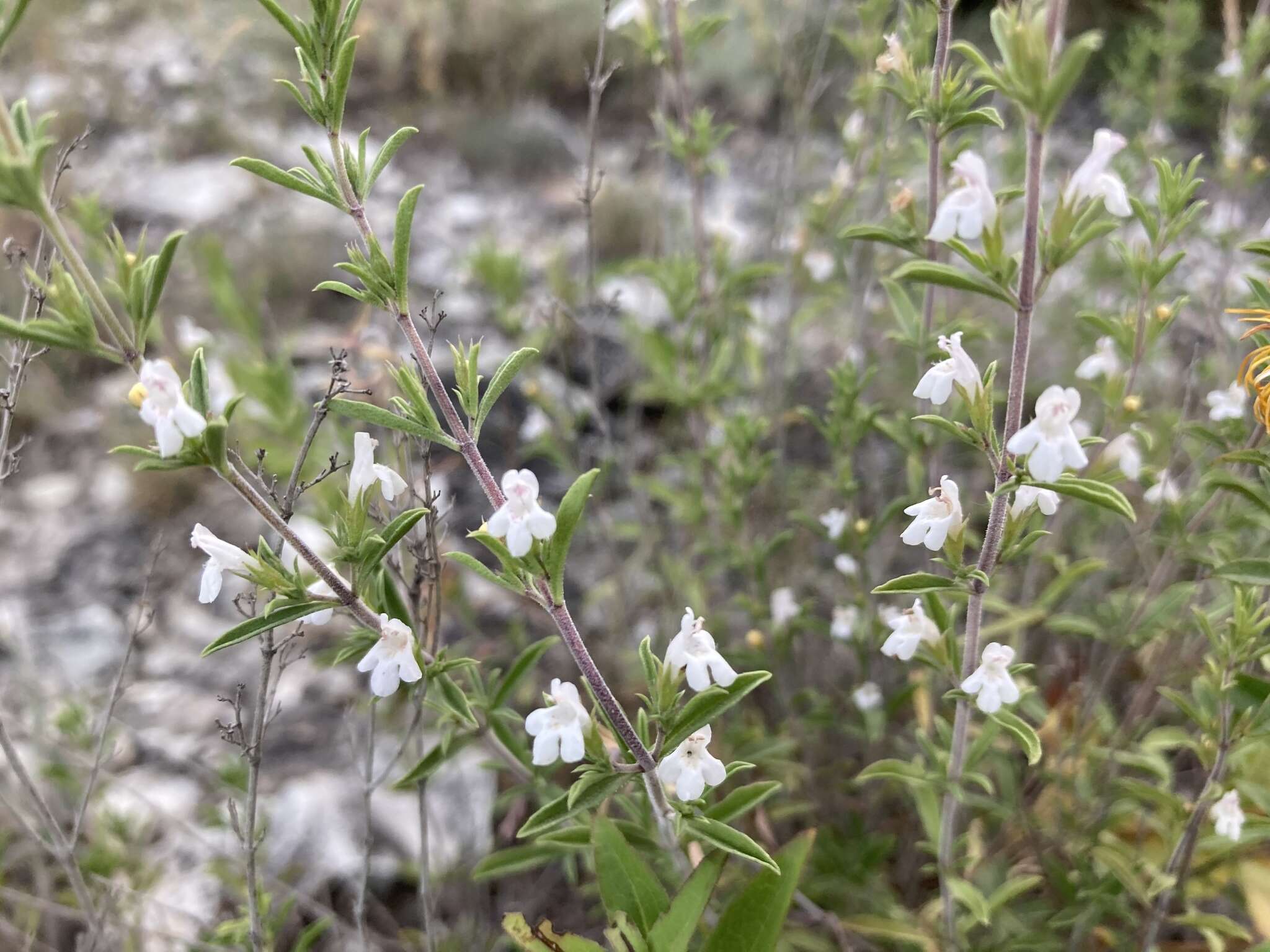 Image of Satureja intermedia C. A. Mey.