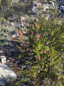 Image of Erica curtophylla Guthrie & Bolus