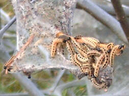 Imagem de Yponomeuta evonymella Linnaeus 1758