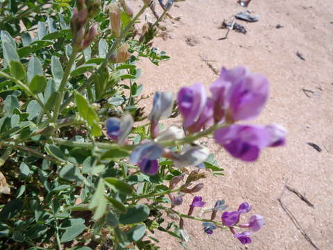 Image of freckled milkvetch