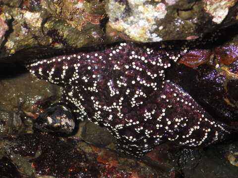 Image of ochre sea star