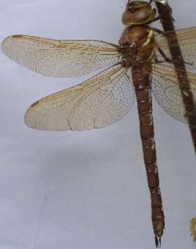 Image of Brown Hawker