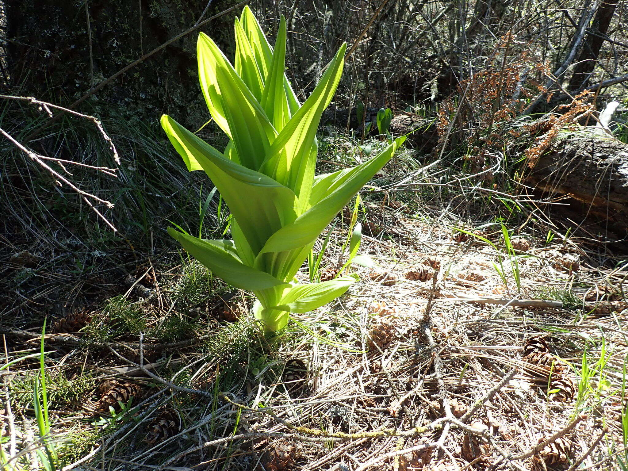 Image de Veratrum californicum var. californicum